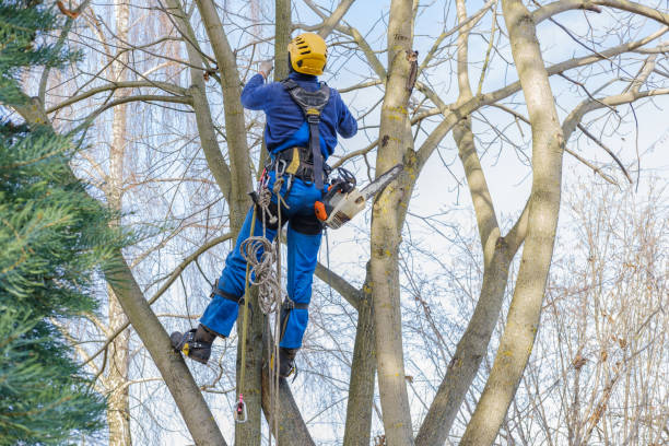 Best Commercial Tree Services  in Lowes Island, VA