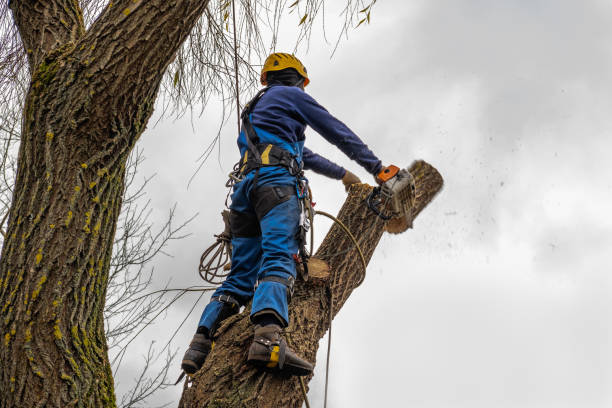 Best Aeration Services  in Lowes Island, VA