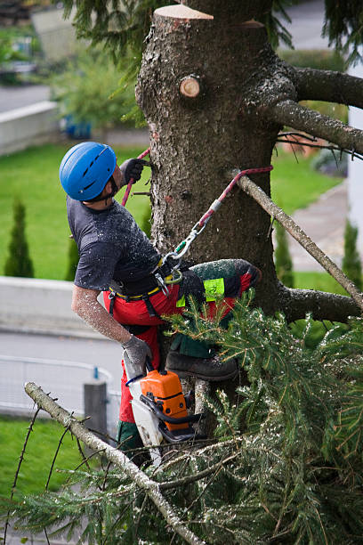 How Our Tree Care Process Works  in  Lowes Island, VA