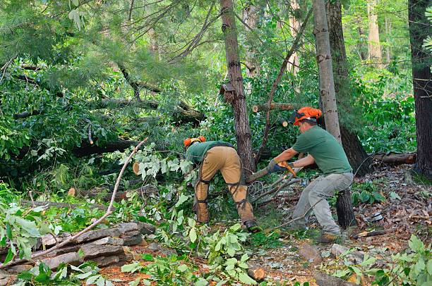 Best Tree Cabling and Bracing  in Lowes Island, VA