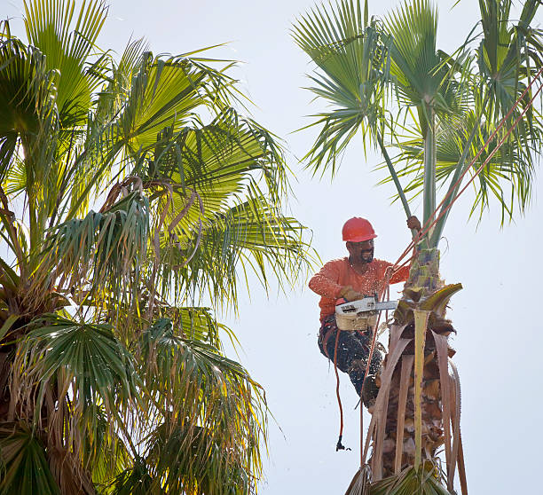 Best Tree Preservation Services  in Lowes Island, VA