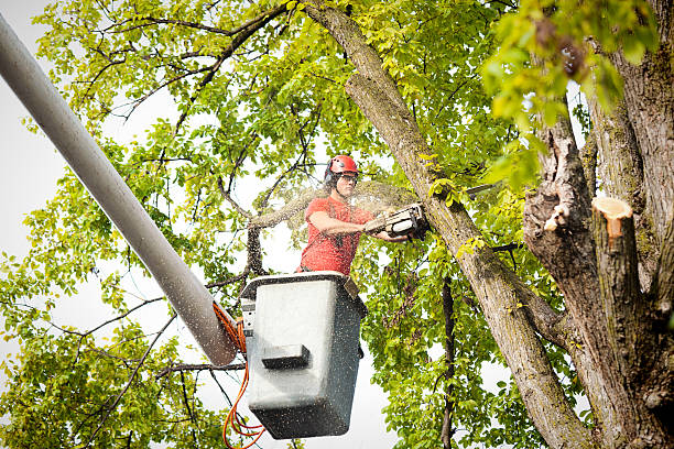 Lowes Island, VA Tree Care Services Company