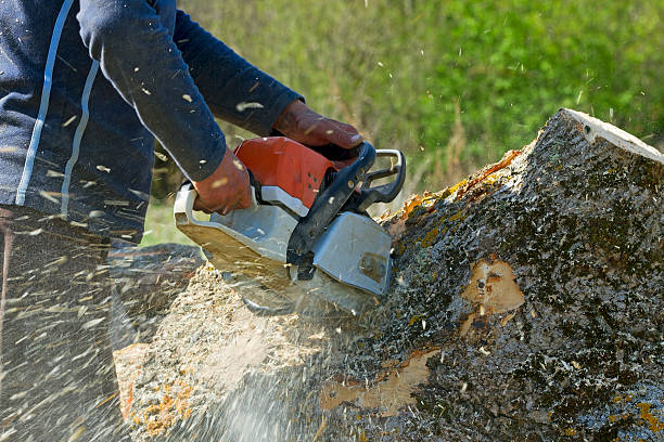 Best Seasonal Cleanup (Spring/Fall)  in Lowes Island, VA